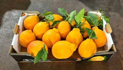 Foto Arance Tarocco Affogliate Calibro 2 Origine Italia Marchio Eccellenza Capitale   1